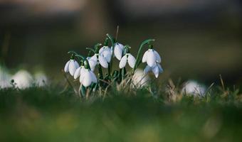 Growing snowdrops with white flowers in the middle of the forest, spring flowers photo