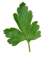 Green leaf of parsley on a white isolated background photo