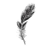 Feathers on white background. Hand drawn sketch style. vector