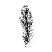 Feathers on white background. Hand drawn sketch style. vector