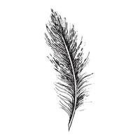 Feathers on white background. Hand drawn sketch style. vector