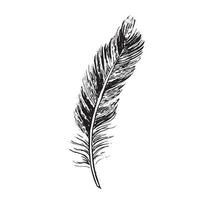 Feathers on white background. Hand drawn sketch style. vector