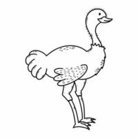 Emu ostrich. Animals Australia. Vector illustration of doodles. Sketch.