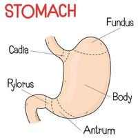Part of stomach in humans. vector