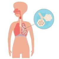 el humano respiratorio sistema. vector