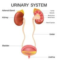 Anatomy of the inside Urinary System. vector