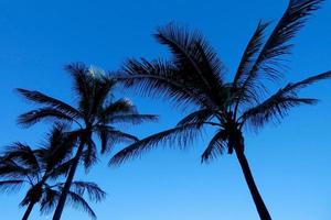 Palm trees in the Canary Islands photo