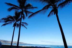 Palm trees in the Canary Islands photo