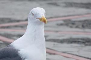 seagull at rest perched on the asphalt ground photo