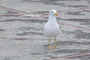 seagull at rest perched on the asphalt ground photo