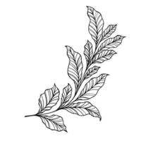 Beautiful leaf vector illustration. Black and white floral vector illustration