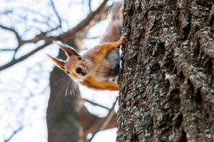 Squirrel sits on a tree photo