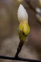 Macro of a beautiful bud of magnolia photo