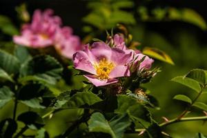 Beautiful rose branches pink photo