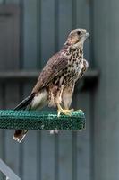 Beautiful falcon close up photo