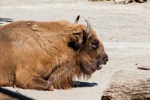 primer plano de la cabeza de búfalo foto