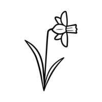 Narcissus flower in doodle line style. Hand drawn sketch icon of daffodil. Isolated vector illustration.