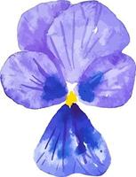 Watercolor dark violet pansy flower clipart isolated botanical illustration vector
