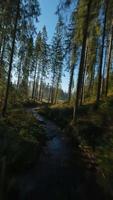 verticale video. veloce volo al di sopra di un autunno montagna paesaggio, flusso, alberi video