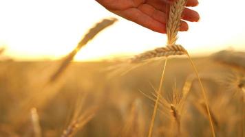 fêmea mão toques maduro orelhas do trigo às pôr do sol video
