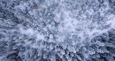 Top down view of a fabulous winter landscape with trees in frosty day. Poland video