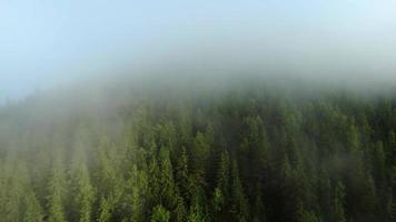 Flight over the forest on the mountainside through the fog. Ukraine video