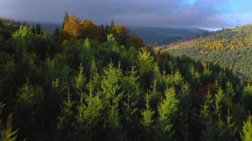 aérien vue de une brillant l'automne forêt sur le pistes de le montagnes à lever du soleil video