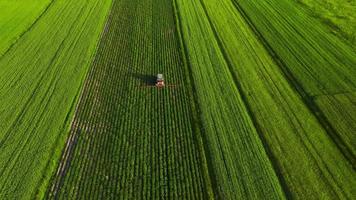 Tractor sprays fertilizer on agricultural plants on the rapeseed field, top view video