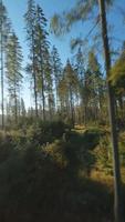 verticaal video. snel vlucht over- een herfst berg landschap, stroom, bomen video