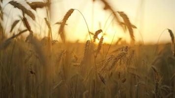 Grano campo, orecchie di Grano ondeggiante a partire dal il dolce vento a tramonto. video