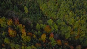 aereo Visualizza di un' luminosa autunno foresta su il versante di il montagne a Alba video