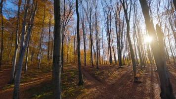 lisse vol entre des arbres proche à branches dans une fabuleux l'automne forêt video