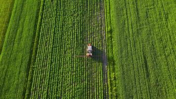 Tractor sprays fertilizer on agricultural plants on the rapeseed field, top view video