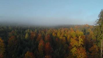 fpv drone vol plus de une brillant l'automne forêt. Matin brouillard est plus de le des arbres video