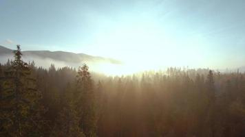 Aerial view of a bright autumn forest on the slopes of the mountains in the fog video