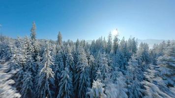 flygande stänga till de träd grenar i en vinter- saga skog på en solig dag. video