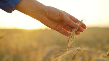 Female hand touches ripe ears of wheat at sunset. video