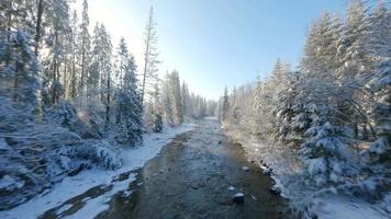 Fast flight along a mountain river surrounded by a snow-covered forest. video