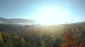 aéreo ver de un brillante otoño bosque en el pendientes de el montañas en el niebla video