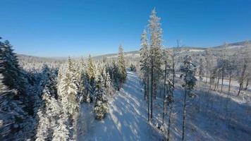 fliegend schließen zu das Baum Geäst im ein Winter Märchen Wald auf ein sonnig Tag. video