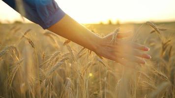 femelle main touche mûr oreilles de blé à le coucher du soleil. video