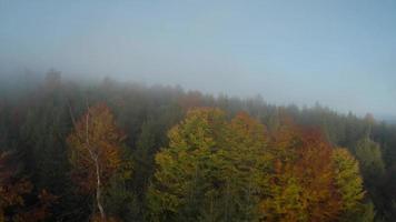 fpv Drohne Flug Über ein hell Herbst Wald. Morgen Nebel ist Über das Bäume video