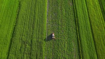 Traktor Sprays Dünger auf landwirtschaftlich Pflanzen auf das Raps Feld, oben Aussicht