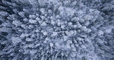 top naar beneden visie van een fantastisch winter landschap met bomen in ijzig dag. Polen video