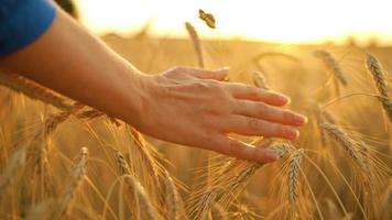 fêmea mão toques maduro orelhas do trigo às pôr do sol. video