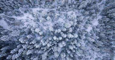 oben Nieder Aussicht von ein fabelhaft Winter Landschaft mit Bäume im eisig Tag. Polen video