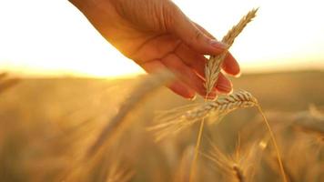 Female hand touches ripe ears of wheat at sunset. video