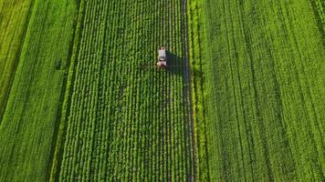 Tractor sprays fertilizer on agricultural plants on the rapeseed field, top view video