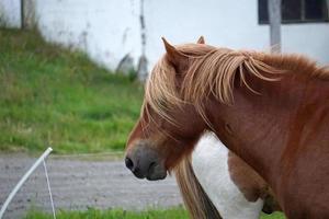 Horse on Pasture - Close-up on Head photo