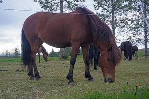 Horse on Pasture Eating Grass photo